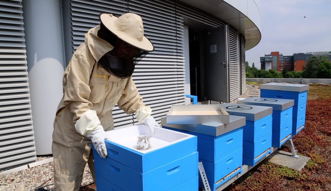 Pszczoły z pasieki Mercedesa pracowicie spędzą Światowy Dzień Pszczół